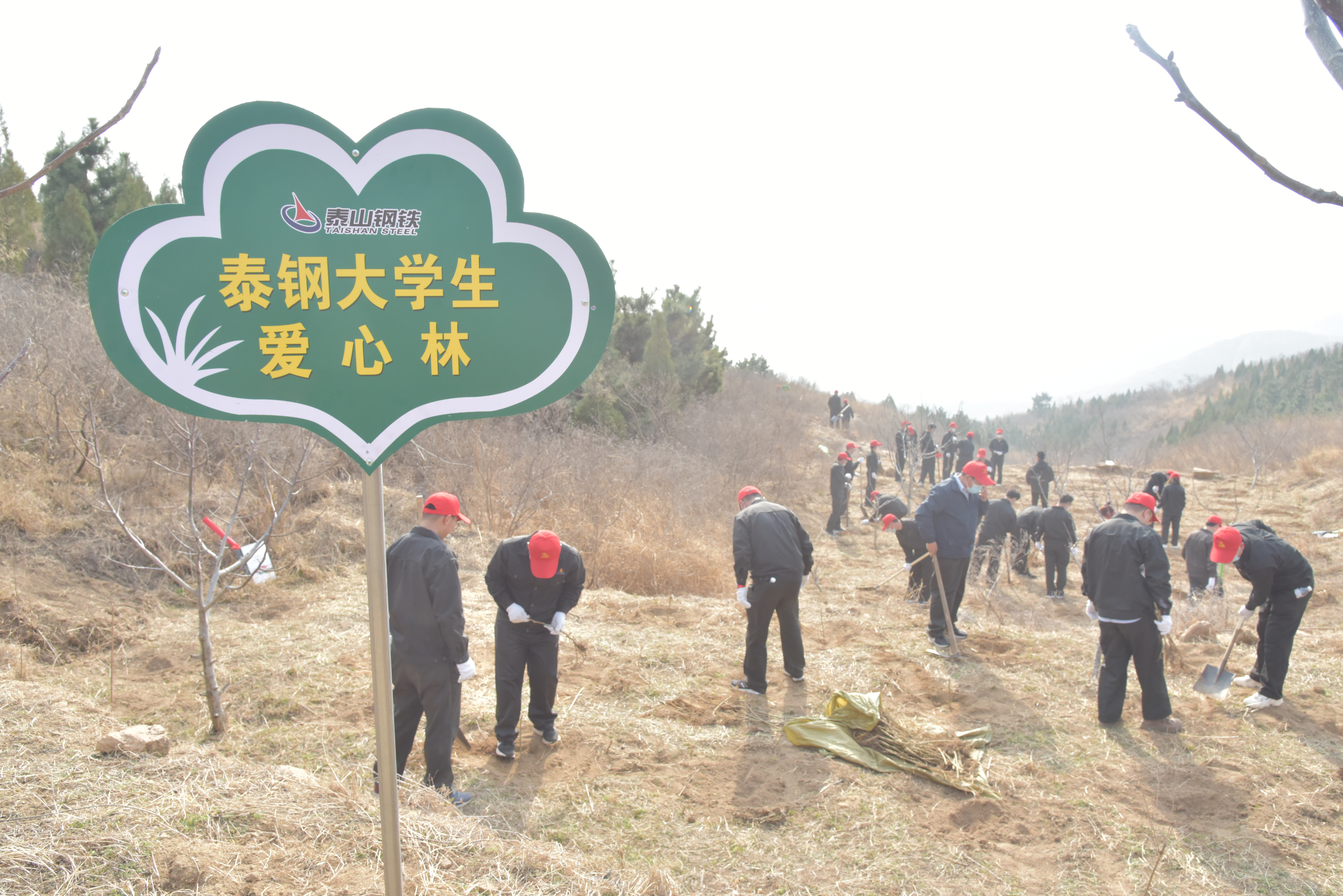 泰鋼大學(xué)生植愛心林